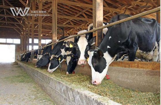 Powerful Praziquantel Powder for Schistosomiasis and Other Parasite Infections 99% USP Grade